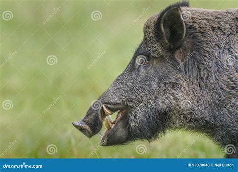 Wild Boar Tusks Stock Photos - 480 Images - Page 2