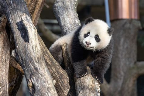 Latest Panda News | Smithsonian's National Zoo