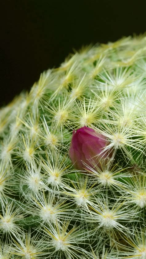 Cactus flower blooming vertical time lapse video. 18764628 Stock Video ...