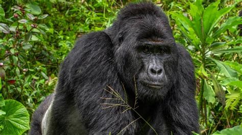 Four Poachers Arrested After Killing of Rare Silverback Gorilla in ...