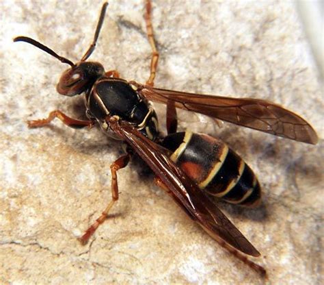 Wasp | Description, Types, Solitary, Social, Parasitoid, Examples ...