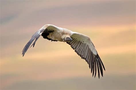 Cape Vulture - All You Need to Know About Nature’s Cleanup Crew