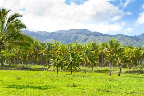 Pictures : hawaii palm trees | Hawaii Palm Tree Coconut Farm — Stock ...