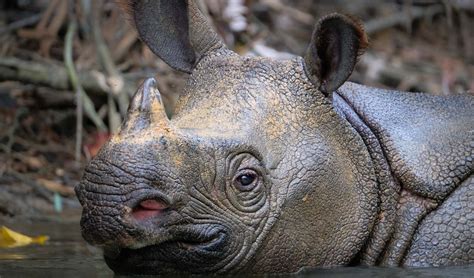 Javan rhinoceros facts, distribution & population | BioDB