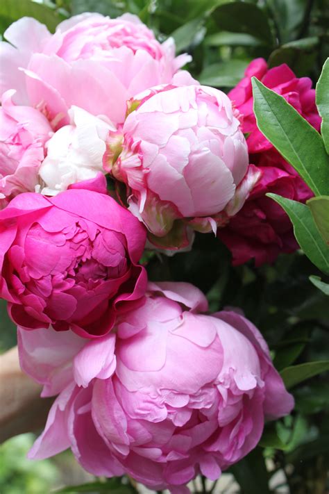 Pink Peonies Wallpaper (46+ images)