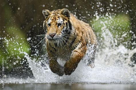 Siberian Tiger hunting in the water Stock Photo | Adobe Stock