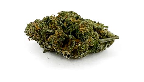 Buy Hash Plant - May Contain Seeds Cannabis Online - WTF Online ...