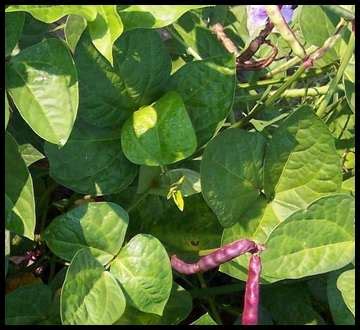 Planting Cowpeas for Food Plots