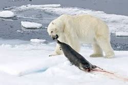 Diet - polar bears