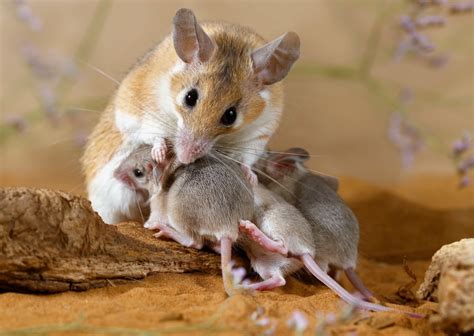 Rodent Regeneration: ‘Unique’ Spiny Mouse Genome Offers Potential ...