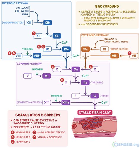 Coagulation Cascade: What Is It, Steps, and More | Osmosis