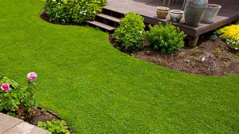 Grass Alternatives: 12 Low-Maintenance Lawn Replacements | Almanac.com