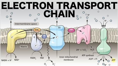 Electron Transport Chain - astonishingceiyrs