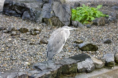 Dublin Zoo | Dublin Zoo, in Phoenix Park, Dublin, Ireland is… | Flickr