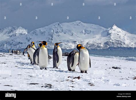 king penguin (Aptenodytes patagonicus), group in snowy habitat Stock ...