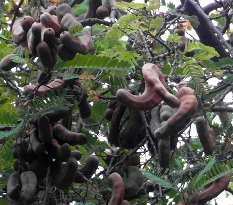 Free photo: Tamarind Fruit Tree - Pod, Trees, Tree - Free Download - Jooinn