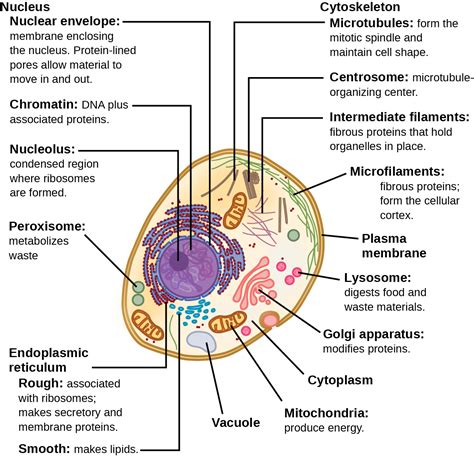 Parts Of An Animal Cell And Their Functions