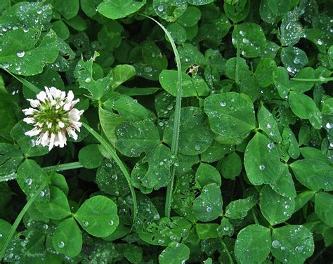 Clover: The ‘Annoying’ Little Weed That Is Edible, Tasty, And ...