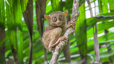 Philippine Tarsier Oh What Big Eyes You Have - Nocturnal Animals