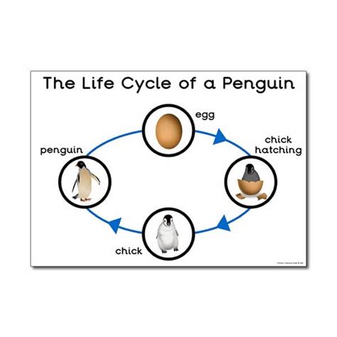 'The Life Cycle of a Penguin' A3 Poster - Primary Treasure Chest | Life ...