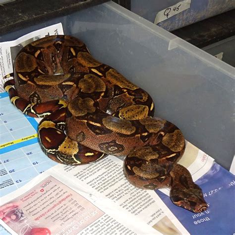 Guyana Red Tail Boa - 3 to 4 foot males