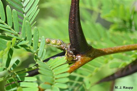 The bodyguard: Pseudomyrmex ants protecting bullhorn acacias — Bug of ...