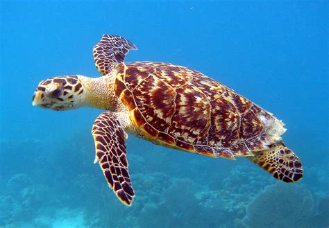 GREEN SEA TURTLES | Focusing On The Conservation of Ecosystems ...