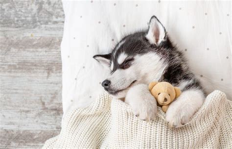 Cute Husky Wallpapers - Top Free Cute Husky Backgrounds - WallpaperAccess