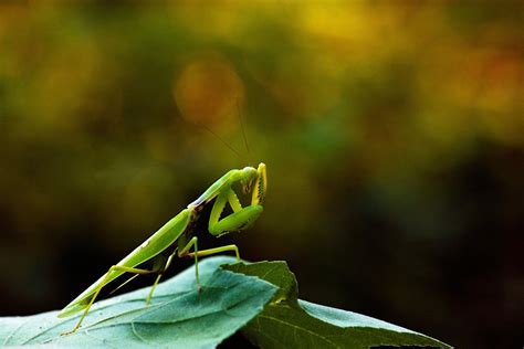 The Ultimate Guide to Praying Mantis Food: What They Eat and How to ...