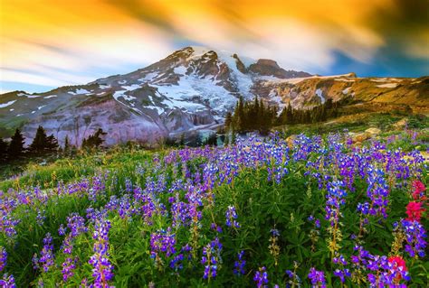 Mount Rainier National Park Full-Day Tour from Seattle | musement