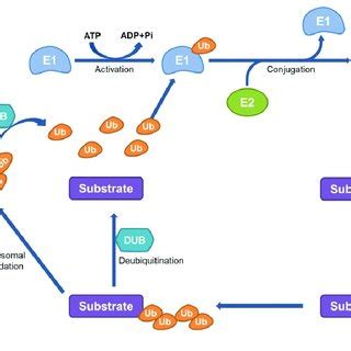 The schematic diagram of the ubiquitin-proteasome system (UPS). The ...