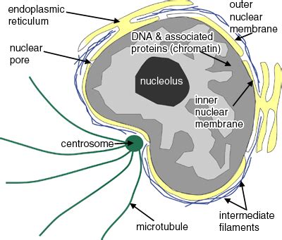 The Cell: The Histology Guide