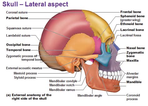 Skull Bone Anatomy & Clinical Significances - Anatomy Info