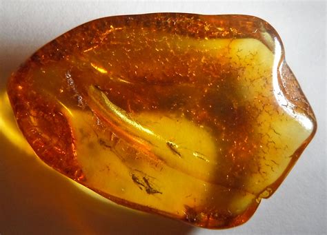 Insects In Amber: Fossil Or Not? - Questions & Answers - The Fossil Forum