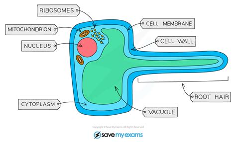 Root Hair Cells - Gidemy Class Notes