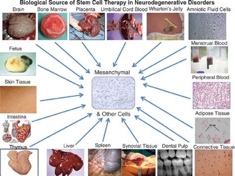 14 Stem cells (particularly mesenchymal cells) can be derived from ...