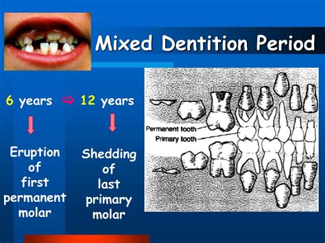 PPT - Human Dentition PowerPoint Presentation, free download - ID:6889119