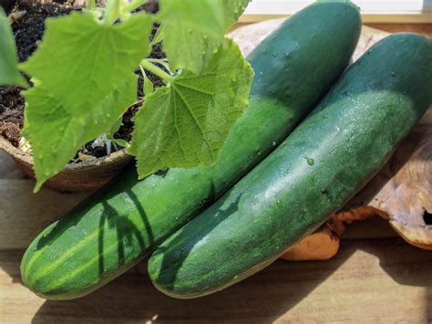 How and When to Harvest Cucumbers