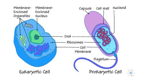 Prokaryotic And Eukaryotic Cells Worksheet – Englishworksheet.my.id