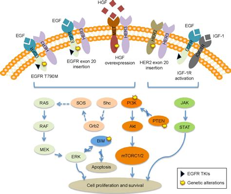 [PDF] Intrinsic resistance to EGFR tyrosine kinase inhibitors in ...