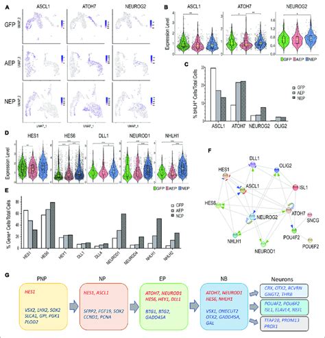 | Regulatory relationship among genes playing roles in early human ...