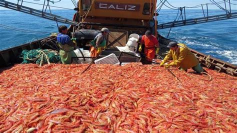 Amazing Catch Hundreds Tons of Shrimp With Modern Big Boat - Shrimp ...