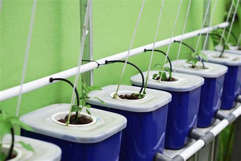 6 Ways to Start Hydroponic Gardening