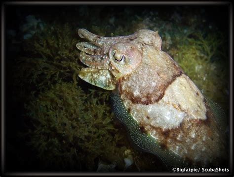 Cuttlefish | Fish pet, Cuttlefish, Pets