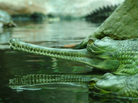 Gharial | Crocodile species, Weird animals, Gharial