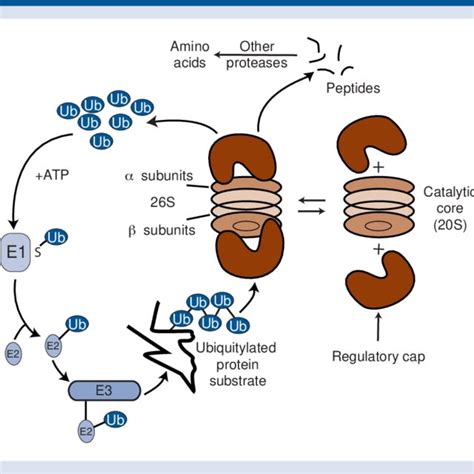 Schematic representation of the ubiquitin-proteasome system. The ...