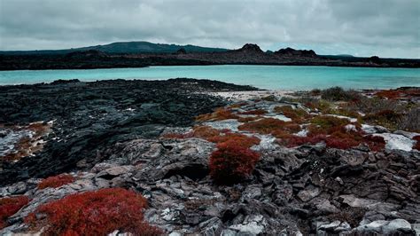 Galapagos Tours (A No Stress Guide for 2020)