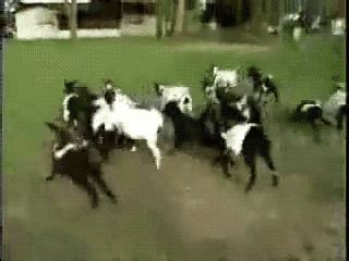 GIFs Of Adorable Fainting Goats - Barnorama