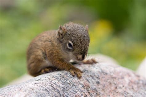 Baby squirrel rescued from drowning (12 pics) | Amazing Creatures