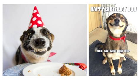 The Most Hilarious Dog Birthday Memes - Rocky Kanaka